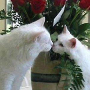 Meet your Posher, Selena